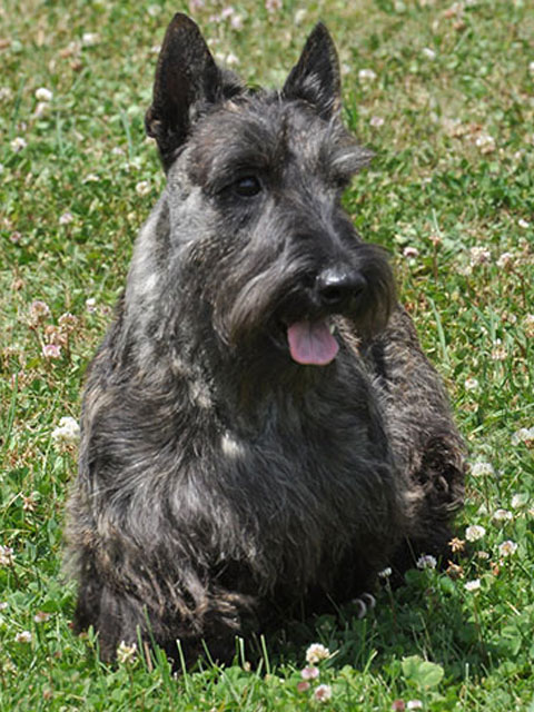 About the Breed Scottish Terrier Club of America