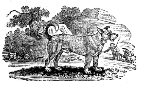 EarlyTerrier