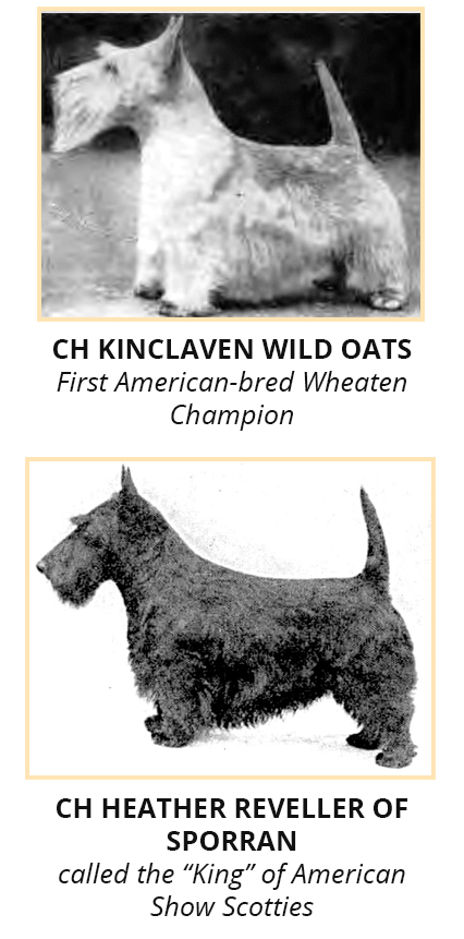 wildoats