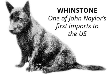 WhinestoneDog